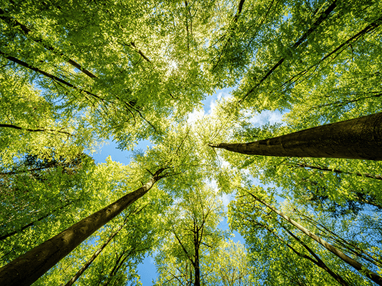 Sustainable Development 