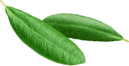 Corporate Social Responsibility